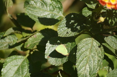 Cyanophrys herodotus