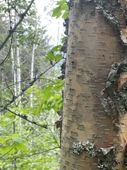 Betula papyrifera