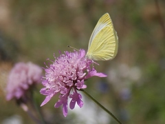 Pieris ergane
