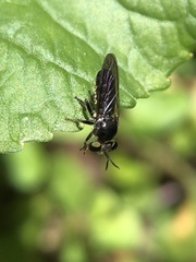 Cerotainia macrocera