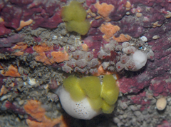 Stolonica australis