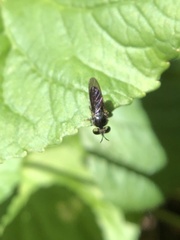 Cerotainia macrocera