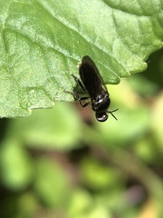 Cerotainia macrocera