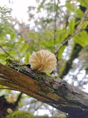 Marasmiellus alliiodorus