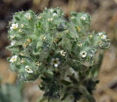 Oreocarya thyrsiflora