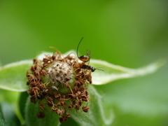 Megastigmus aculeatus