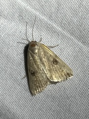 Micrathetis