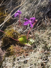 Pinguicula macrophylla