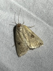 Micrathetis