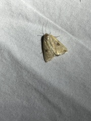 Micrathetis