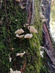 Marasmiellus alliiodorus