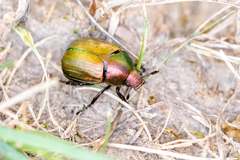 Anomala dubia