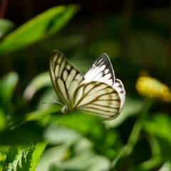 Appias libythea peducaea