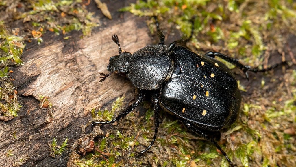 Variable Chafer