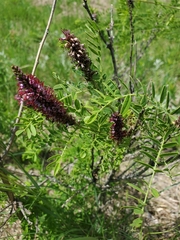 Amorpha nana