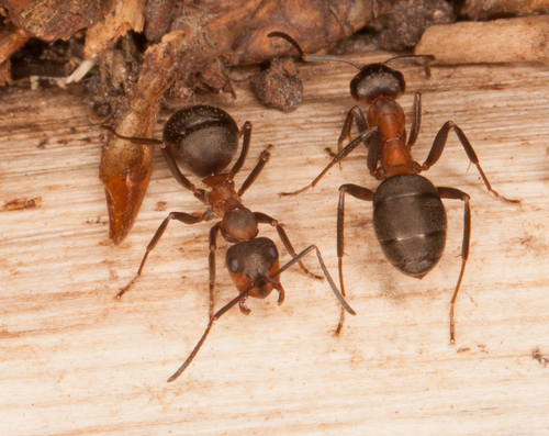 Formica polyctena × rufa