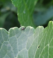 Phyllotreta armoraciae