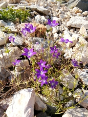 Campanula ramosissima
