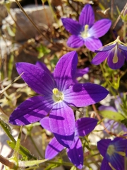 Campanula ramosissima
