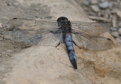 Orthetrum cancellatum