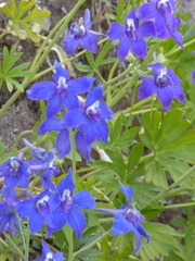 Delphinium nuttallii