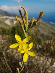 Lactuca viminea ramosissima