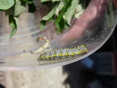 Diloba caeruleocephala