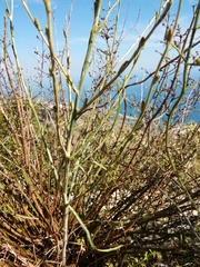 Lactuca viminea ramosissima