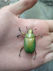 Chrysina modesta