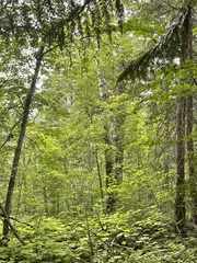 Acer glabrum douglasii