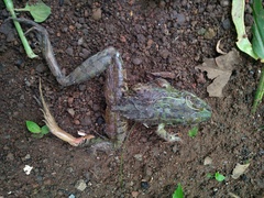 Lithobates neovolcanicus