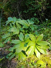 Helleborus cyclophyllus
