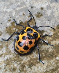 Poecilocoris childreni
