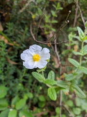 Cistus psilosepalus