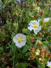 Cistus psilosepalus