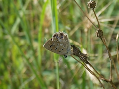 Polyommatus daphnis