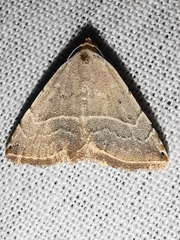 Eublemma polygramma