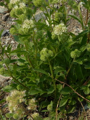 Phacelia leptosepala