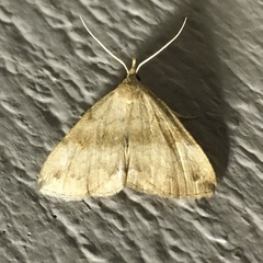 Phalaenostola metonalis