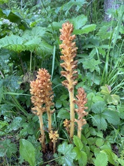 Orobanche flava