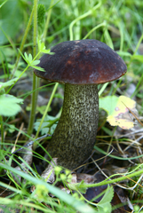 Leccinum scabrum melaneum