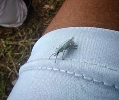 Compsus viridivittatus