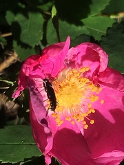 Grammoptera subargentata