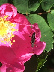 Grammoptera subargentata