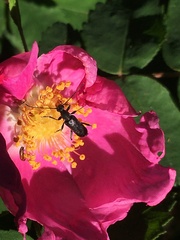 Grammoptera subargentata