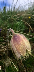 Pulsatilla vernalis