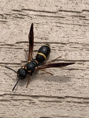 Parancistrocerus perennis