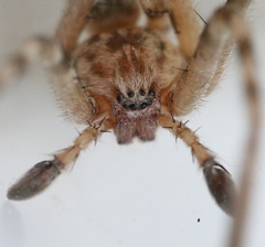 Eusparassus walckenaeri
