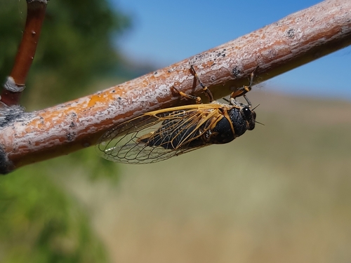 Okanagana luteobasalis