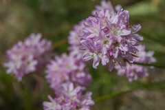 Armeria arenaria